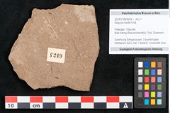 Foto (Objekt + Etikett) von Sequoia hardtii Endl. (NHMW-GEO-2024-0188-8249)